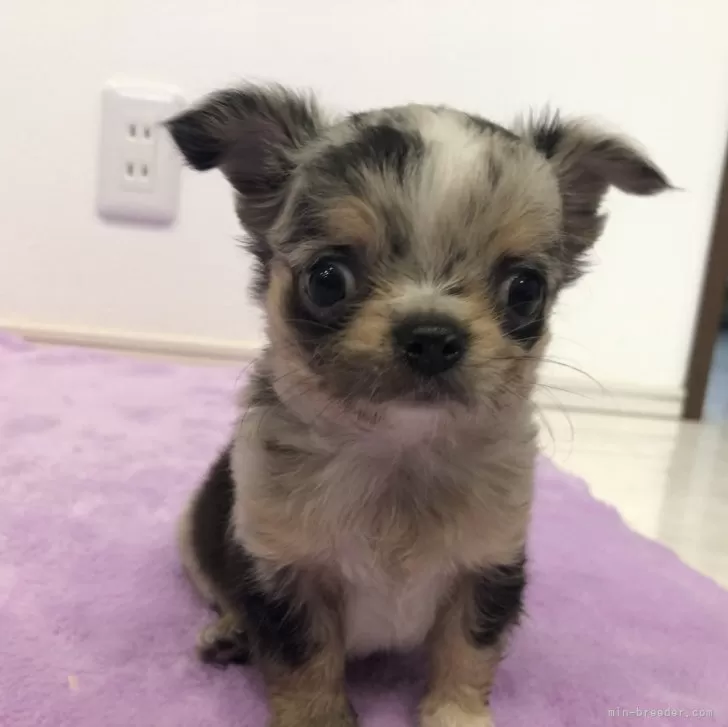 ID：2406-03290の子犬