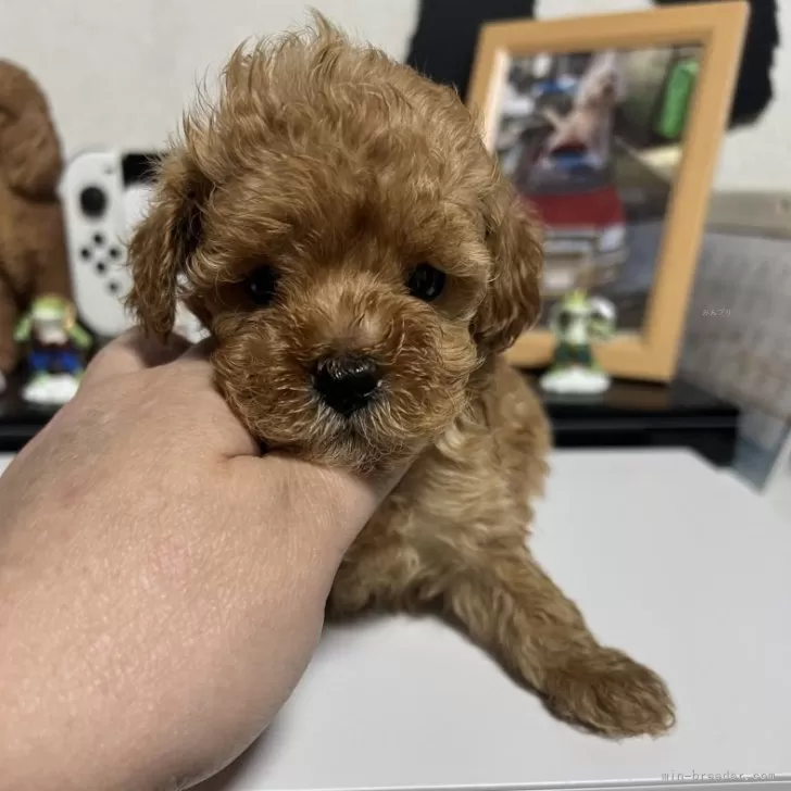 ID：2502-00923の子犬