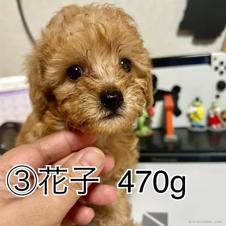 ID：2509-01780の子犬