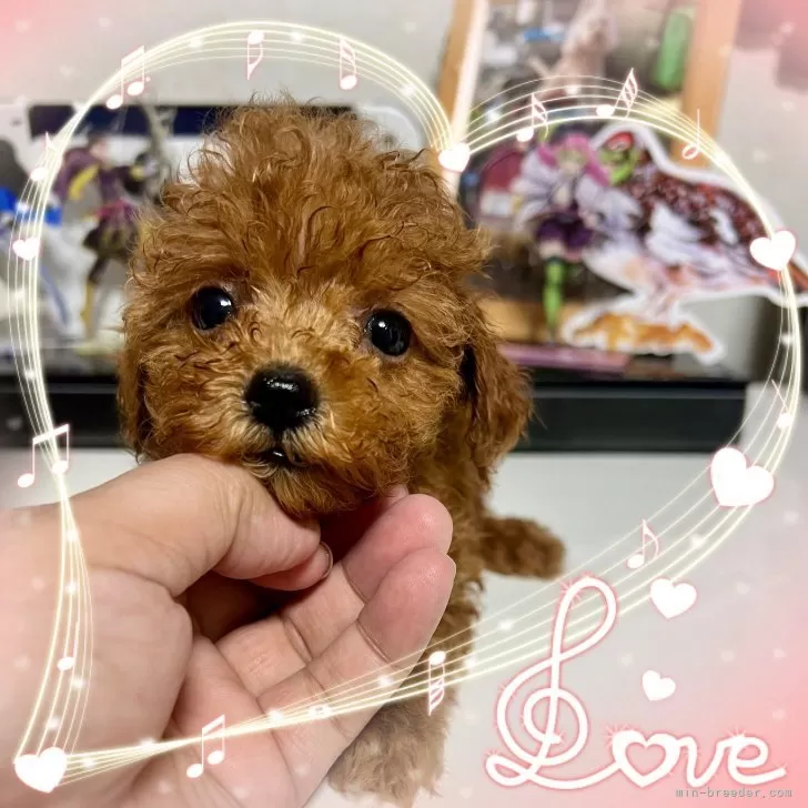 タイニープードル【茨城県・女の子・2025年10月3日・レッド】の写真1