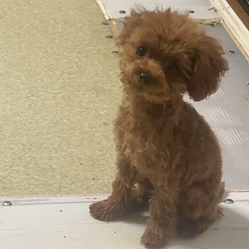 トイプードル(ティーカップ)【茨城県・女の子・2025年3月4日・レッド】の写真「小さい体だけどお転婆で頭が良い」