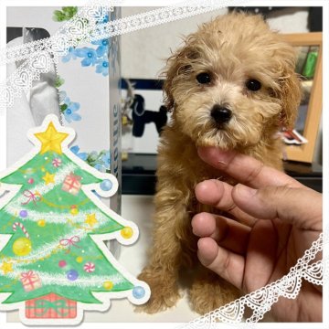 トイプードル(ティーカップ)【茨城県・男の子・2025年9月12日・アプリコット】の写真「小柄で利発」