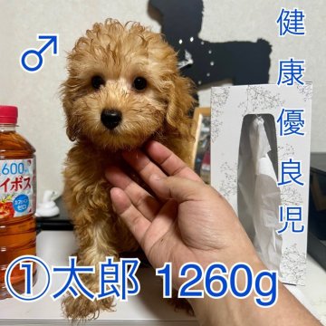 トイプードル(トイ)【茨城県・男の子・2025年7月20日・アプリコット】の写真「甘えん坊フェイスで人懐っこさ抜群」