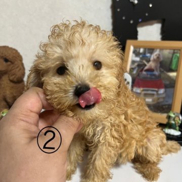 トイプードル(トイ)【茨城県・男の子・2025年4月25日・アプリコット】の写真「瞳に吸い込まれそう」