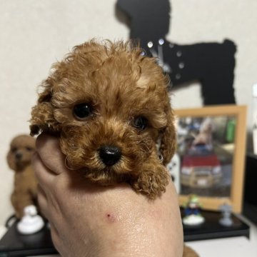 トイプードル(トイ)【茨城県・女の子・2024年10月28日・アプリコット】の写真「可愛い所」