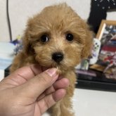 トイプードル(トイ)