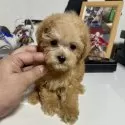 ティーカッププードル【茨城県・男の子・2025年9月12日・アプリコット】の写真2
