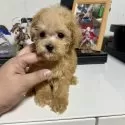 ティーカッププードル【茨城県・男の子・2025年9月12日・アプリコット】の写真3