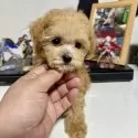 ティーカッププードル【茨城県・男の子・2025年9月12日・アプリコット】の写真5