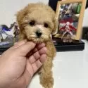ティーカッププードル【茨城県・男の子・2025年9月12日・アプリコット】の写真6