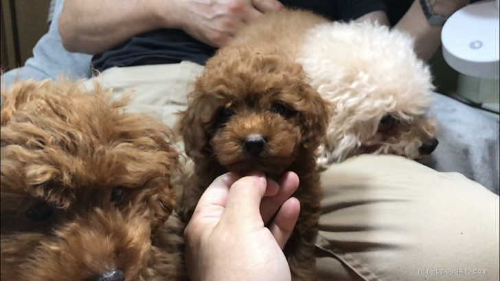 タイニープードル【・女の子・2019年4月6日・レッド】「真ん中がバナナ」