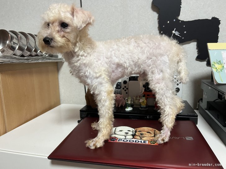 ティーカッププードル【・男の子・2022年12月15日・ホワイト】