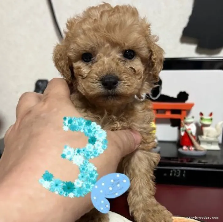 ID：2302-02870の子犬