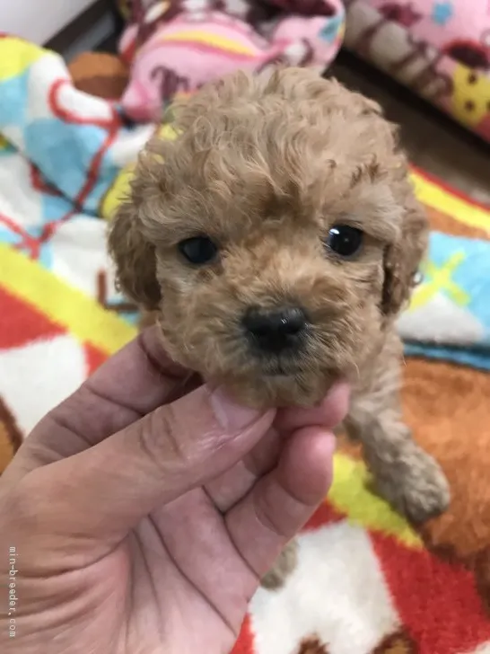 ID：2102-01342の子犬