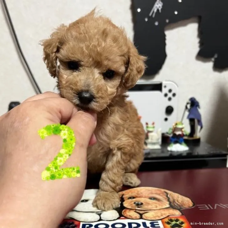 ID：2302-02867の子犬