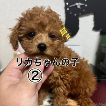 トイプードル(トイ)【茨城県・女の子・2023年8月7日・レッド】の写真「大きな瞳」