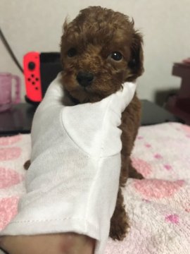 トイプードル(トイ)【茨城県・女の子・2021年3月21日・濃いレッド】の写真「元気いっぱい好奇心旺盛」