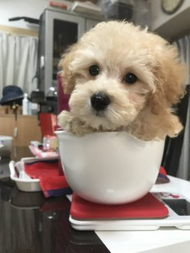 トイプードル(トイ)【茨城県・男の子・2021年4月23日・クリーム】の写真「綺麗な毛色」