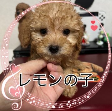 トイプードル(タイニー)【茨城県・男の子・2023年10月25日・アプリコット】の写真「澄んだ瞳」