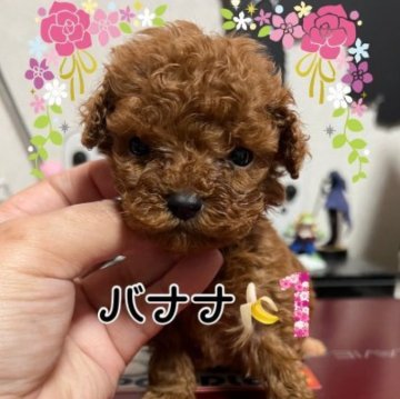 トイプードル(トイ)【茨城県・女の子・2023年1月9日・レッド】の写真「可愛い」