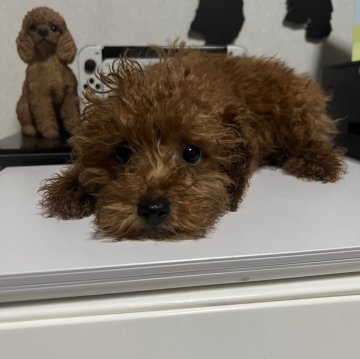 トイプードル(タイニー)【茨城県・男の子・2023年11月22日・レッド】の写真「大きな瞳」