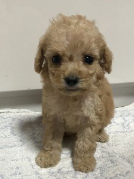 トイプードル(タイニー)【茨城県・男の子・2020年8月28日・アプリ】の写真「大きな瞳」