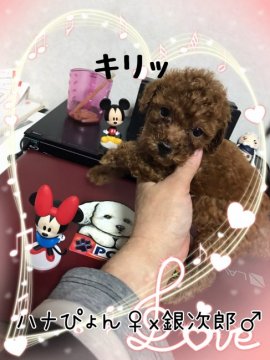 トイプードル(トイ)【茨城県・女の子・2021年9月22日・レッド】の写真「100年の恋も燃え上がる可愛いさ」