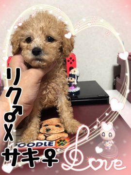トイプードル(トイ)【茨城県・女の子・2021年9月25日・アプリコット】の写真「お転婆娘」