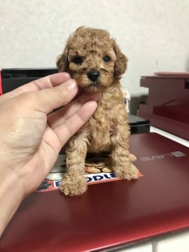 トイプードル(トイ)【茨城県・男の子・2021年7月31日・アプリコット】の写真「おっとり系」