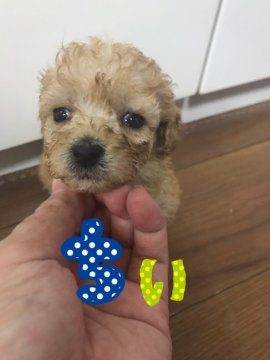 トイプードル(トイ)【茨城県・女の子・2021年3月4日・綺麗なアプリコット】の写真「大きな瞳と手足が短め」