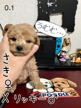 トイプードル(タイニー)【茨城県・男の子・2021年12月7日・アプリコット】の写真「愛嬌のある顔」