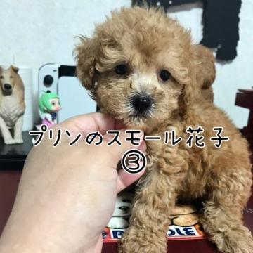 トイプードル(トイ)【茨城県・女の子・2022年5月21日・アプリコット】の写真「可愛い」