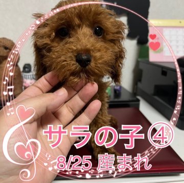 トイプードル(トイ)【茨城県・女の子・2023年8月25日・レッド】の写真「整った顔立ち」