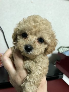 トイプードル(トイ)【茨城県・男の子・2021年4月17日・クリーム】の写真「こぼれ落ちそうな大きな瞳」