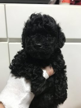 トイプードル(トイ)【茨城県・男の子・2021年2月28日・ブラック】の写真「将来 有望なイケメン」