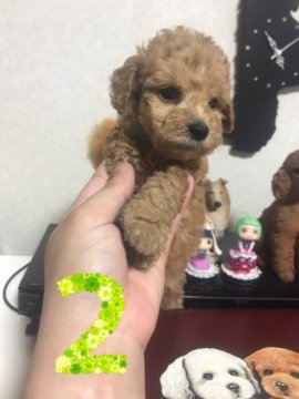 トイプードル(トイ)【茨城県・女の子・2022年4月1日・アプリコット】の写真「恋する乙女（ * б.б）」