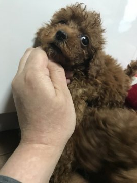 トイプードル(トイ)【茨城県・女の子・2020年9月3日・レッド】の写真「お転婆娘」