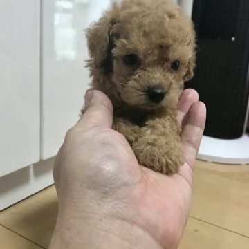 トイプードル(タイニー)【茨城県・男の子・2020年8月28日・アプリコット】の写真「大きな瞳」