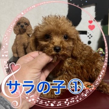 トイプードル(トイ)【茨城県・男の子・2023年8月25日・レッド】の写真「可愛い( •̀ω•́ )✧」