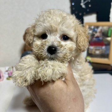 トイプードル(トイ)【茨城県・男の子・2024年8月9日・クリーム】の写真「ぽてぽて してて可愛い」