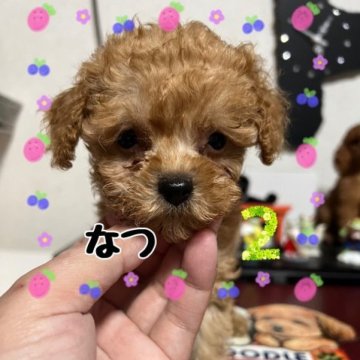 トイプードル(トイ)【茨城県・女の子・2022年11月19日・アプリコット】の写真「力強い(?)眼差し」