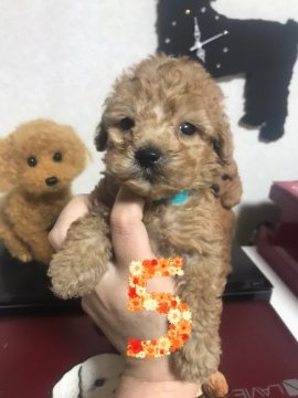 トイプードル(トイ)【茨城県・男の子・2022年4月1日・アプリコット】の写真「瞳を見れば・・・」