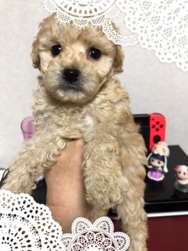 トイプードル(トイ)【茨城県・女の子・2021年10月2日・クリーム】の写真「大きな瞳には夢が詰まってる」