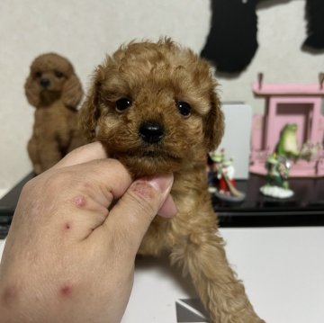 トイプードル(タイニー)【茨城県・男の子・2024年2月24日・レッド】の写真「素直で可愛い」