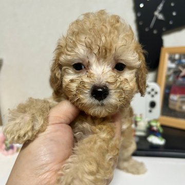 トイプードル(トイ)【茨城県・女の子・2024年8月9日・アプリコット】の写真「スナギツネに見えるけど 可愛い」