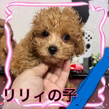 トイプードル(トイ)【茨城県・女の子・2023年10月10日・アプリコット】の写真「整った顔立ち」