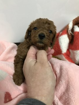 トイプードル(トイ)【茨城県・男の子・2020年11月18日・濃いレッド】の写真「つぶらな瞳と濃いレッド」