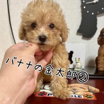 トイプードル(トイ)【茨城県・男の子・2022年5月28日・アプリコット】の写真「つぶらな瞳」