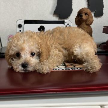 トイプードル(トイ)【茨城県・女の子・2022年7月12日・アプリコット】の写真「大人しい女の子」