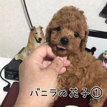 トイプードル(トイ)【茨城県・女の子・2022年5月6日・アプリコット】の写真「可愛い♪」